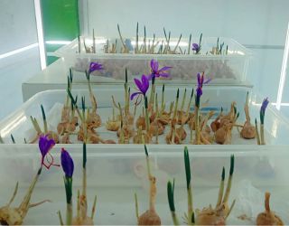 Seedling Production
